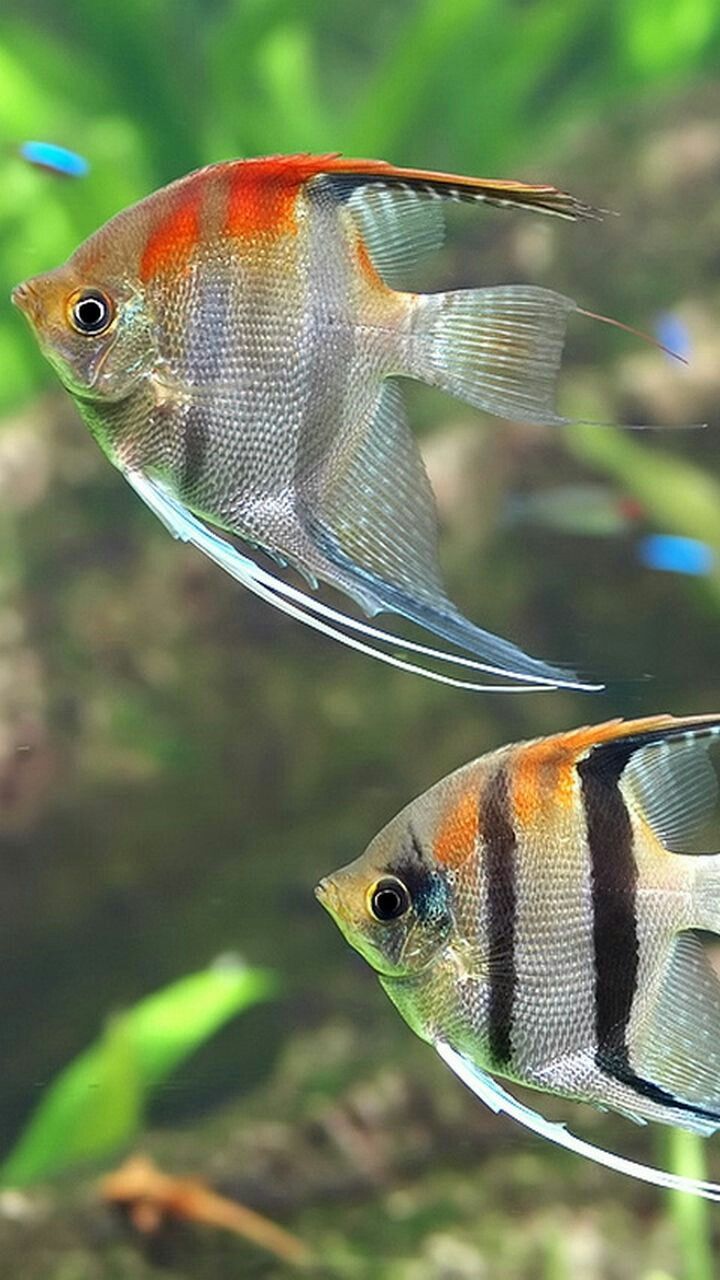 biologia de los animales