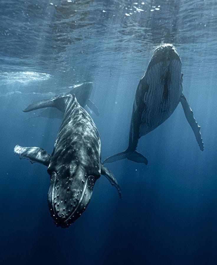 habitats acuaticos
